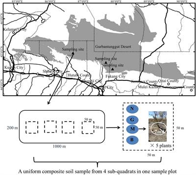 Great gerbil burrowing-induced microbial diversity shapes the rhizosphere soil microenvironments of Haloxylon ammodendron in temperate deserts